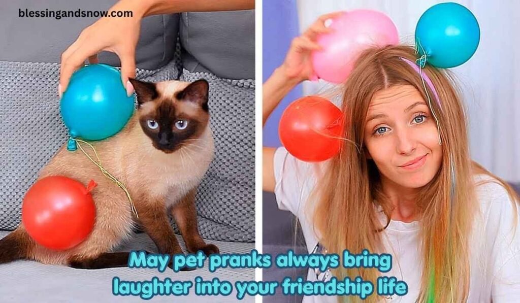Pet Pranks